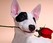 hund+blomma