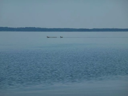 nessie