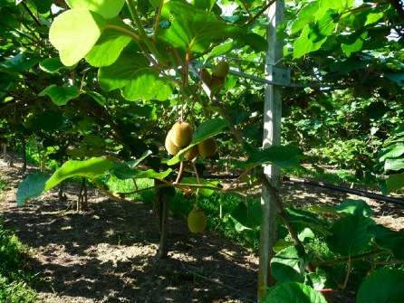kiwi