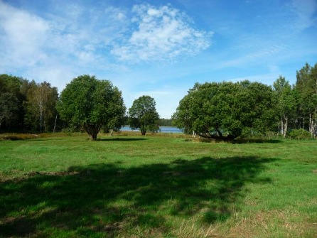 blick mellan träden