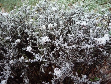 snöbl