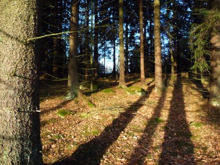 grannstammar