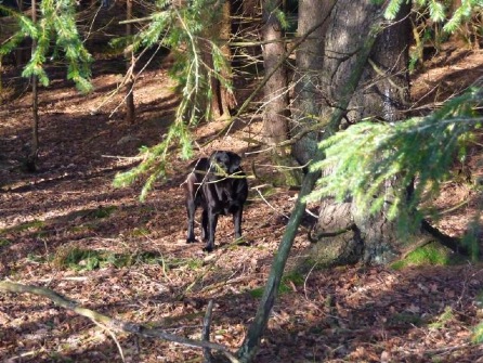 Londi i skogen