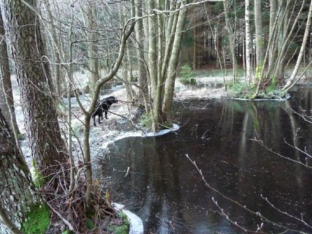 Londi vid vatten
