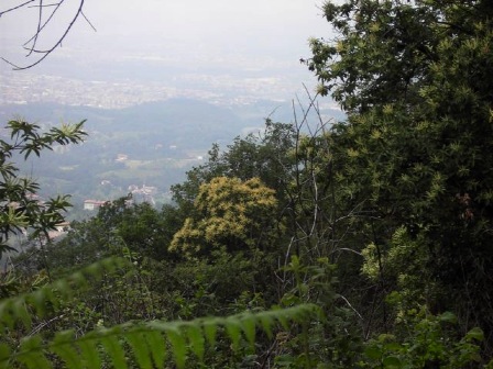 kastanjer 1
