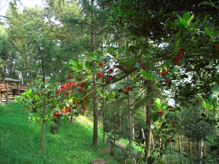 agrifoglio