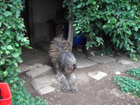 Moro