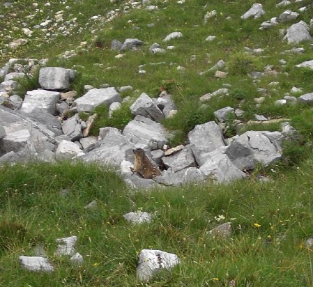 marmotta