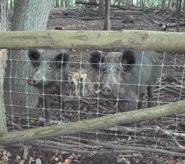 Wildschweine