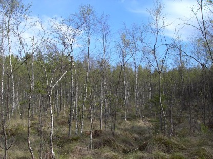 Dalsland