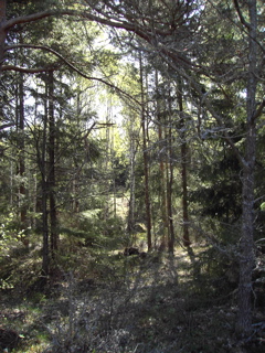 skog