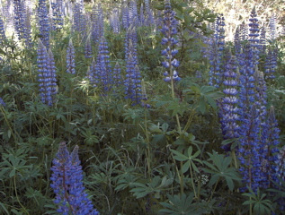lupin