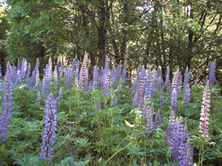 lupinbild 3