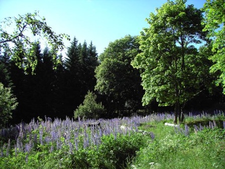 lupinhav