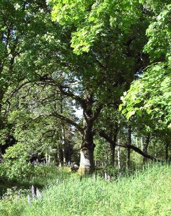 pausträd