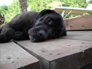 Junior