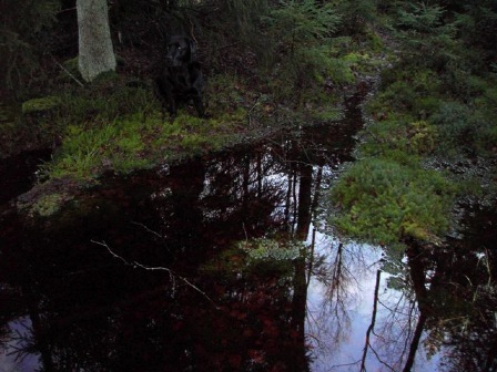 skogsrå
