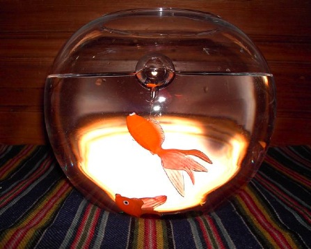 fisk