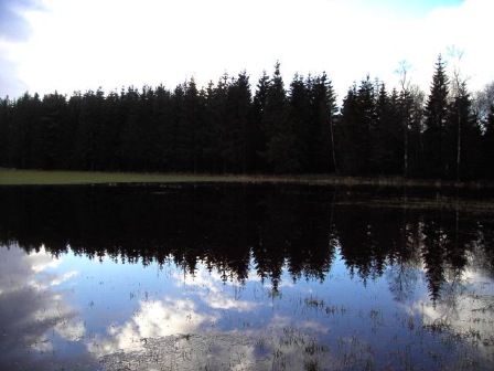 skog 1