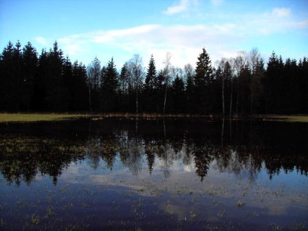 skog 2