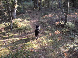 skog