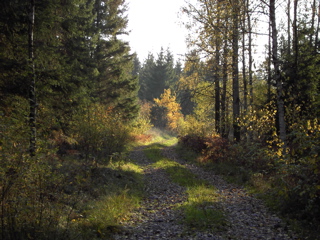 skogsbryn