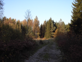 skogsvägen