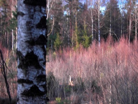 rådjur 1