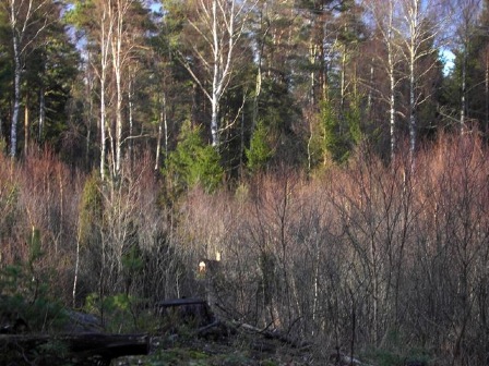 rådjur 2