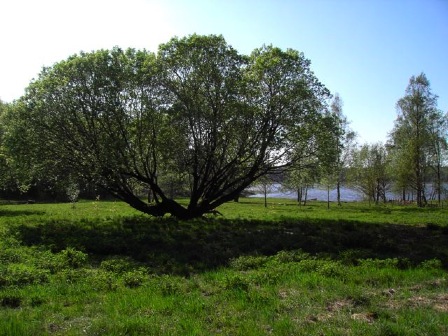 park