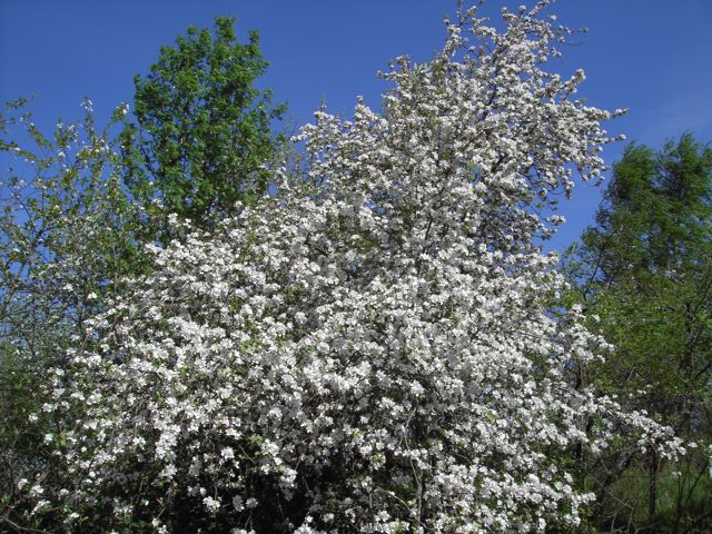 äpple