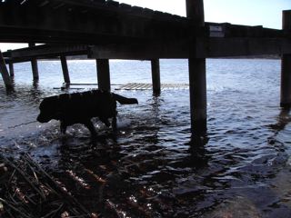 Londi under bryggan