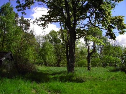 trädskugga