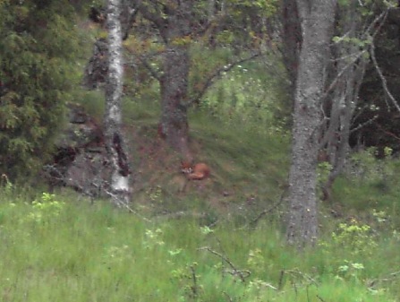 räv
