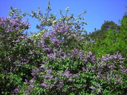 syrén