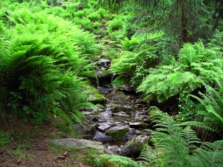 ormbunkar