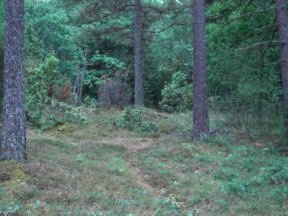skog