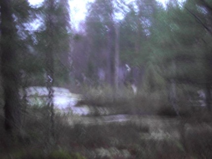 älg 1