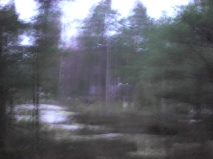 älg 2