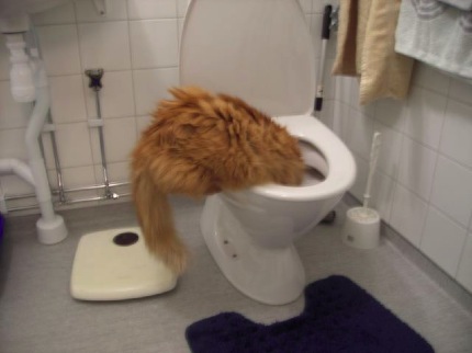 katt
