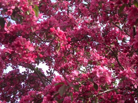 rosa 2