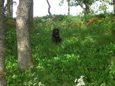 liljekonvaljhund