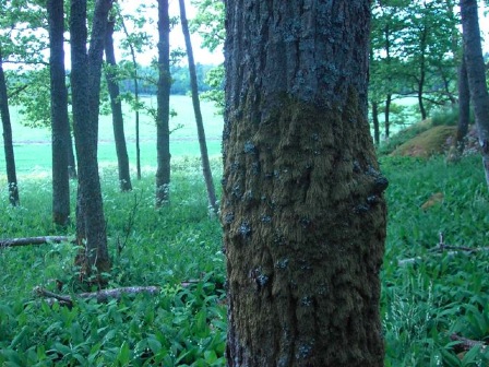 pausträdet