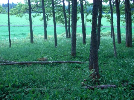 pausträd