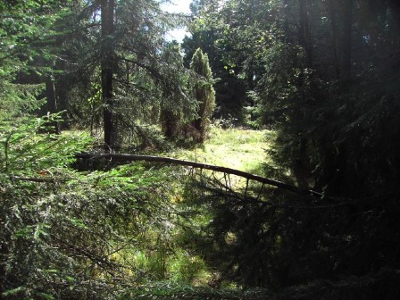 skog