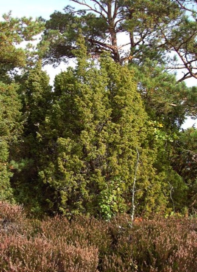 en