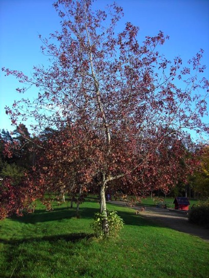 livsträd