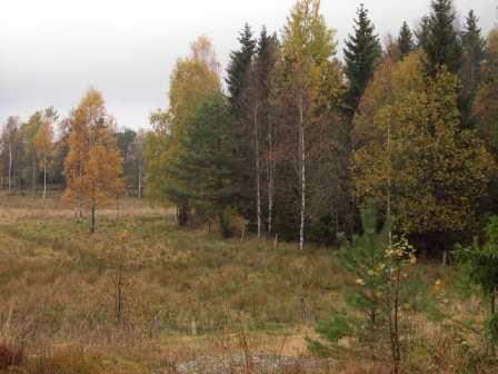 höstträd