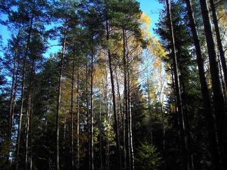 skog