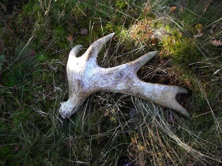 horn